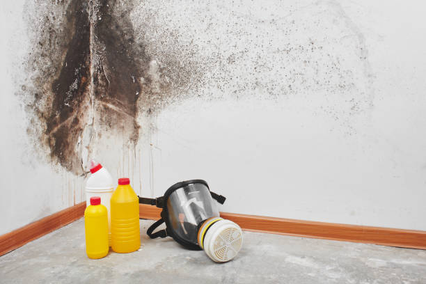 Best Water Damage Restoration  in Ivanhoe, TX