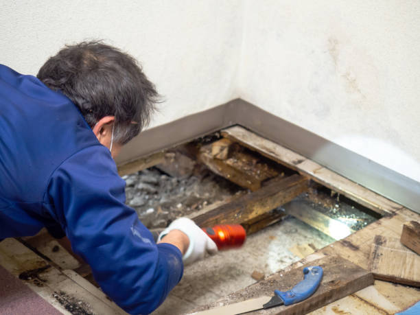 Best Professional Mold Removal  in Ivanhoe, TX