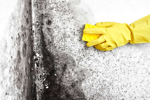 Best Best Mold Removal Companies  in Ivanhoe, TX
