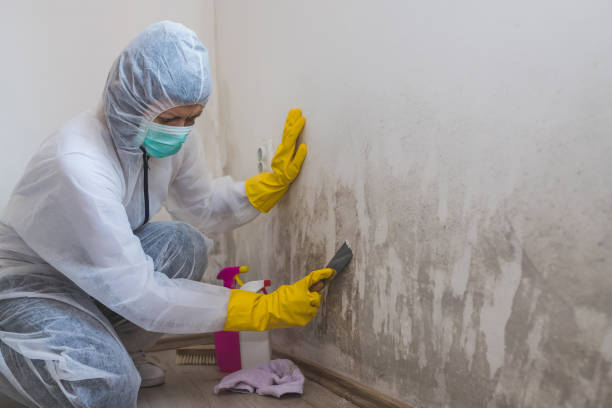 Best Office Mold Removal Services  in Ivanhoe, TX