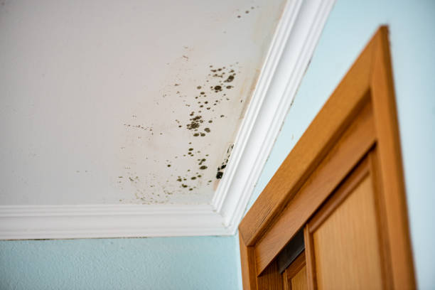 Best Mold Removal Company Near Me  in Ivanhoe, TX