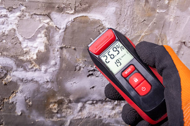 Best Black Mold Removal  in Ivanhoe, TX
