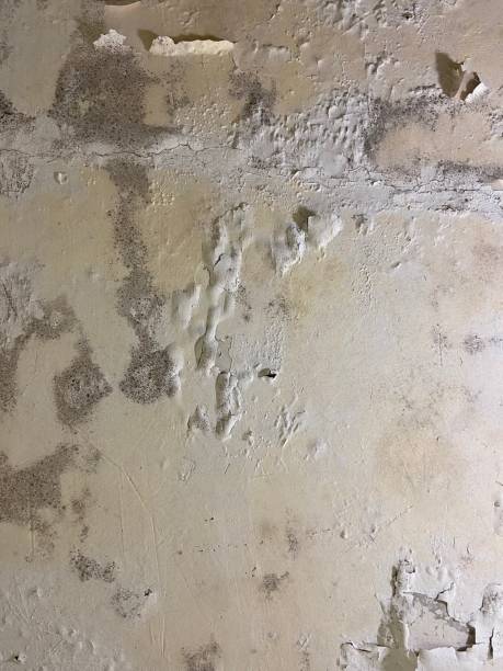 Reliable Ivanhoe, TX Mold Removal Solutions