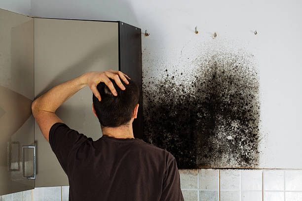 Best Same-Day Mold Removal  in Ivanhoe, TX